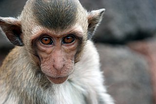 monkey x pill