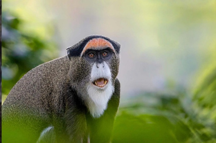 monkey x pill