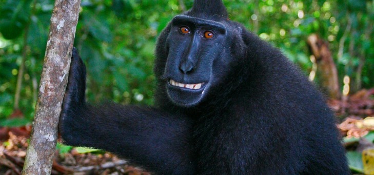monkey x pill