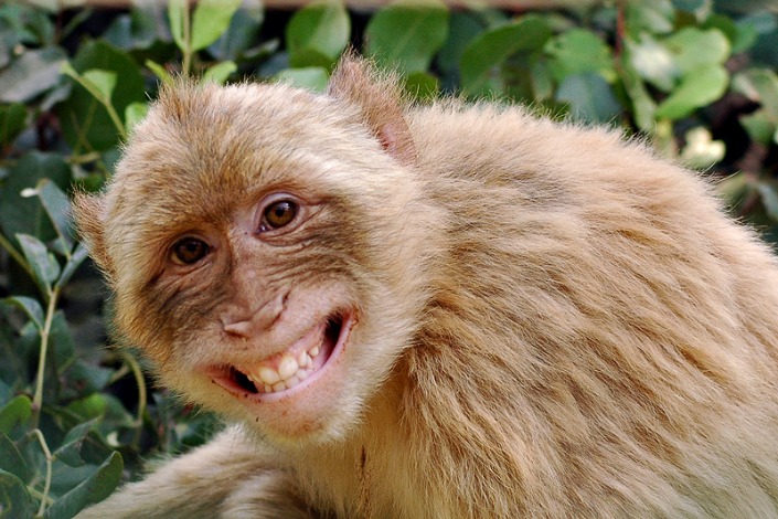 monkey x pill