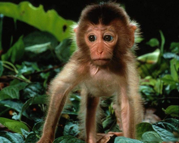 monkey xtc pill