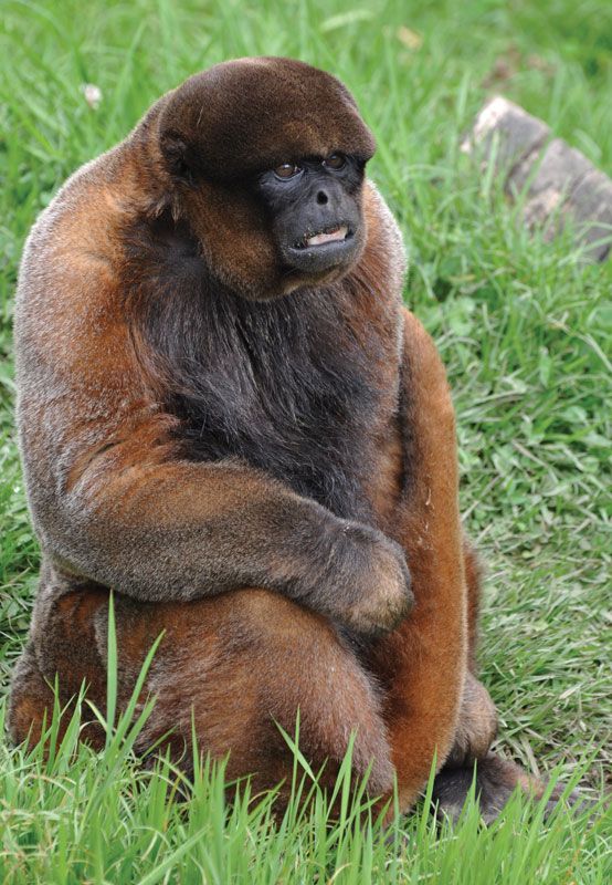 monkey xtc pill