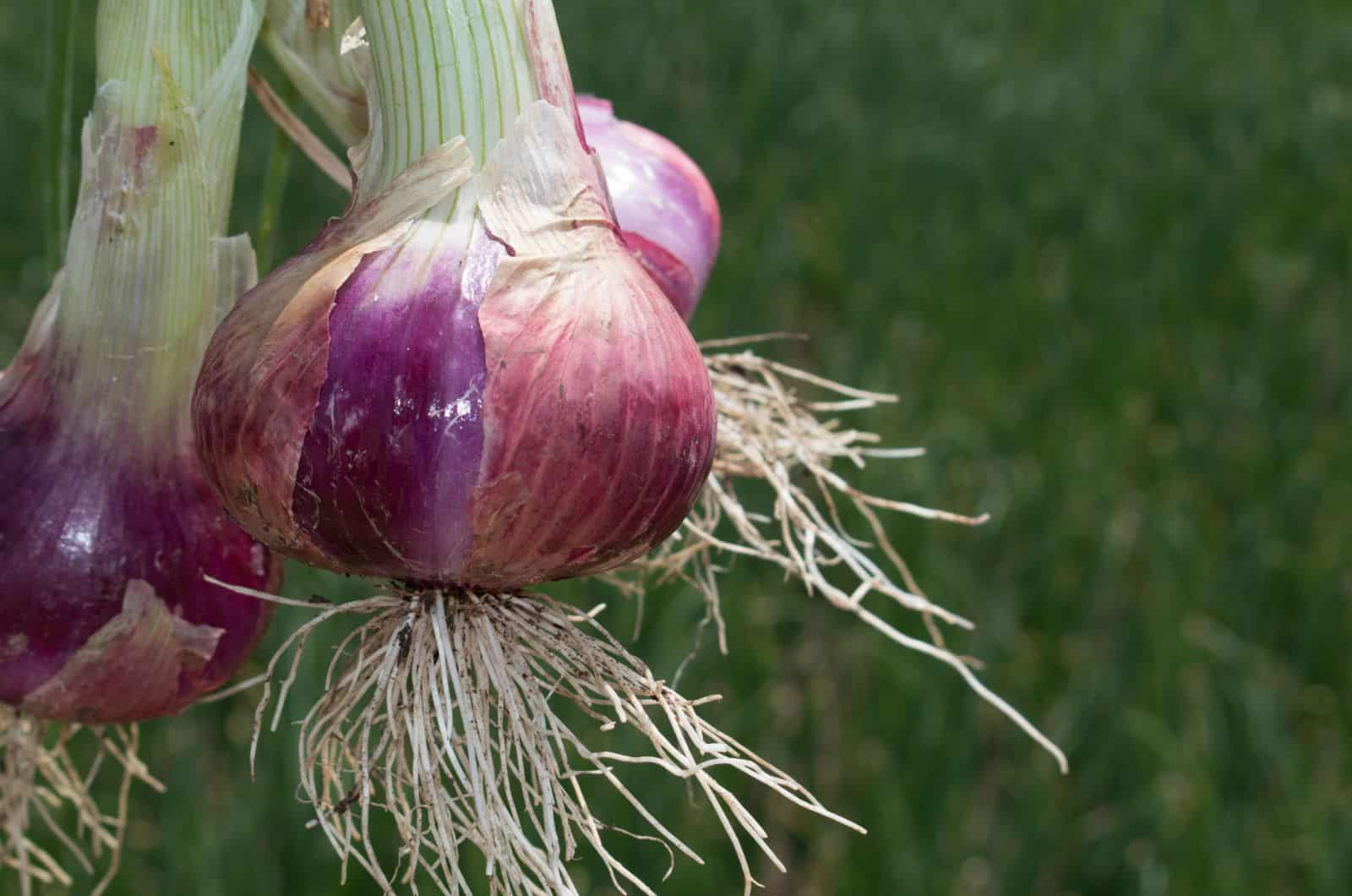onion seiten 2023