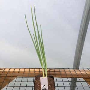 onion live